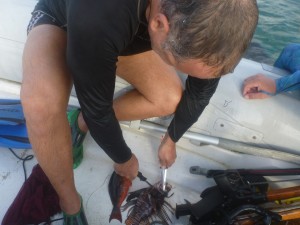 Handling lionfish